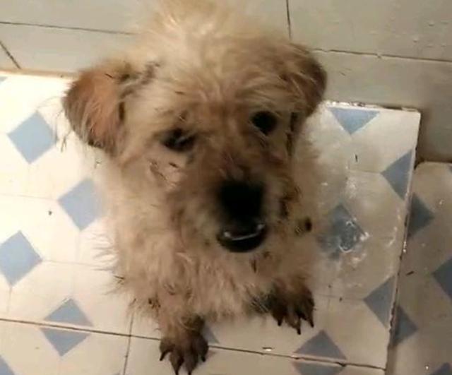 下雨天流浪狗淋得湿漉漉的小家伙冻得直哆嗦女孩看到一阵心酸