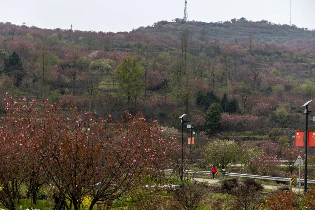 大岚樱花基地图片