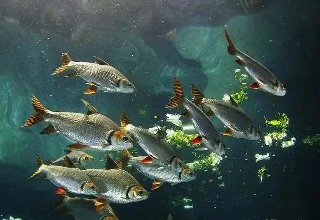 地球之肺亚马逊:遍布极尽狂野本色的鱼类