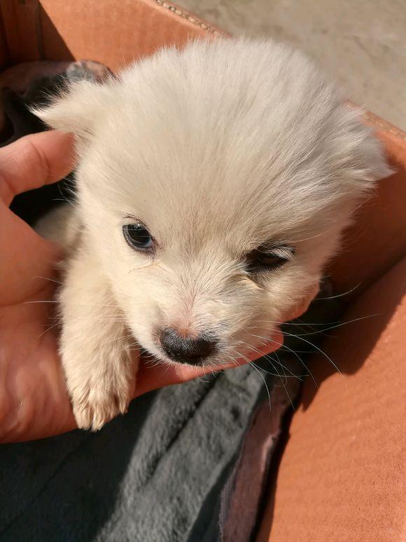 原创路上小奶狗尾跟着女孩不离开,以为是普通的流浪狗,理由让人心酸