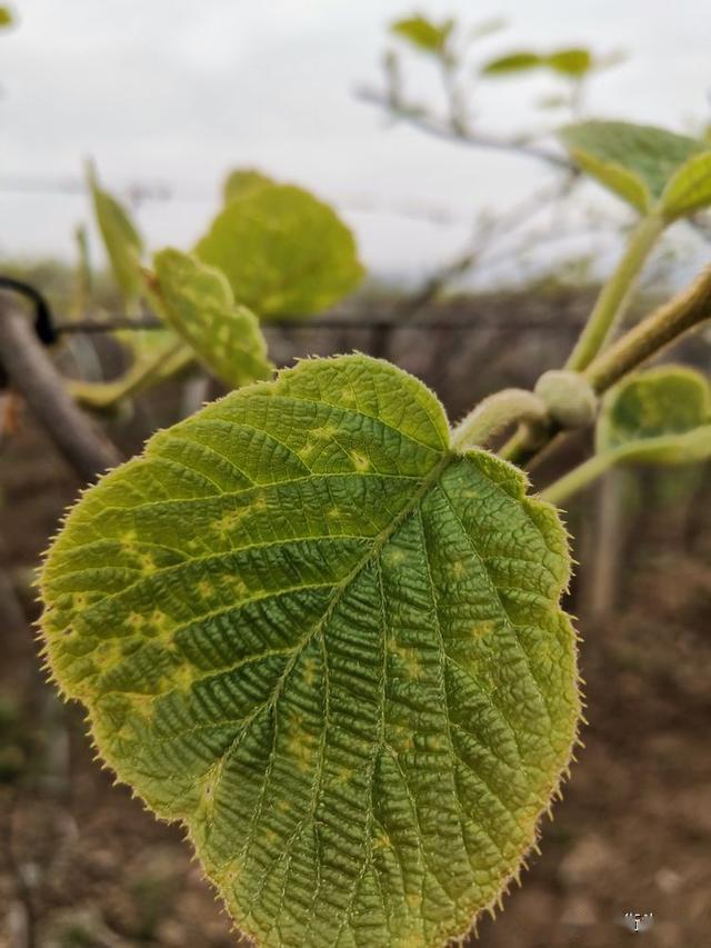 近期猕猴桃叶片病症