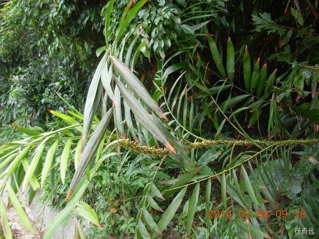 dscn9673带刺的植物.dscn9678.