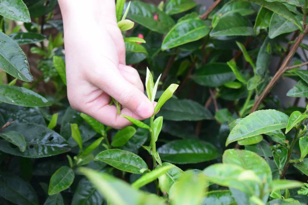 茶艺游学醉美东山采茶游学记