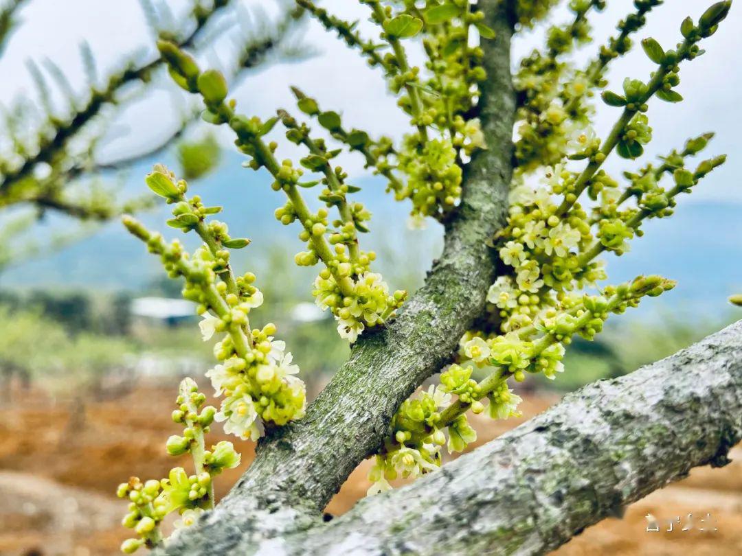 【特产】云落崩坎村:油甘花开喜迎春