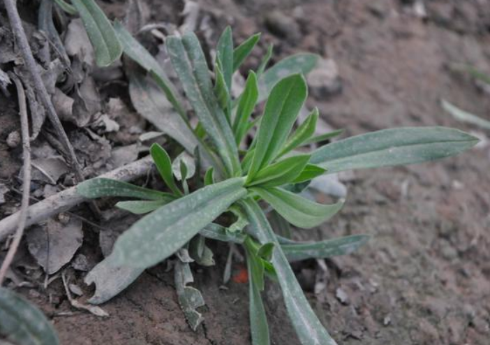 它还有别的名字叫做香炉草或者油瓶菜,天天菜等等,是一种一年生的草本