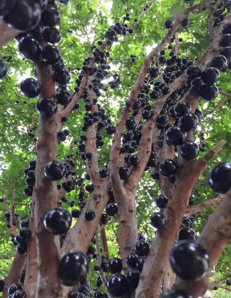 嘉宝果开在树上的黑珍珠来自南美洲的礼物登陆潮州