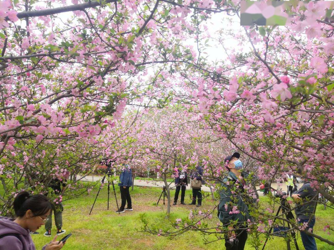 南昌凤凰沟景区樱花节图片