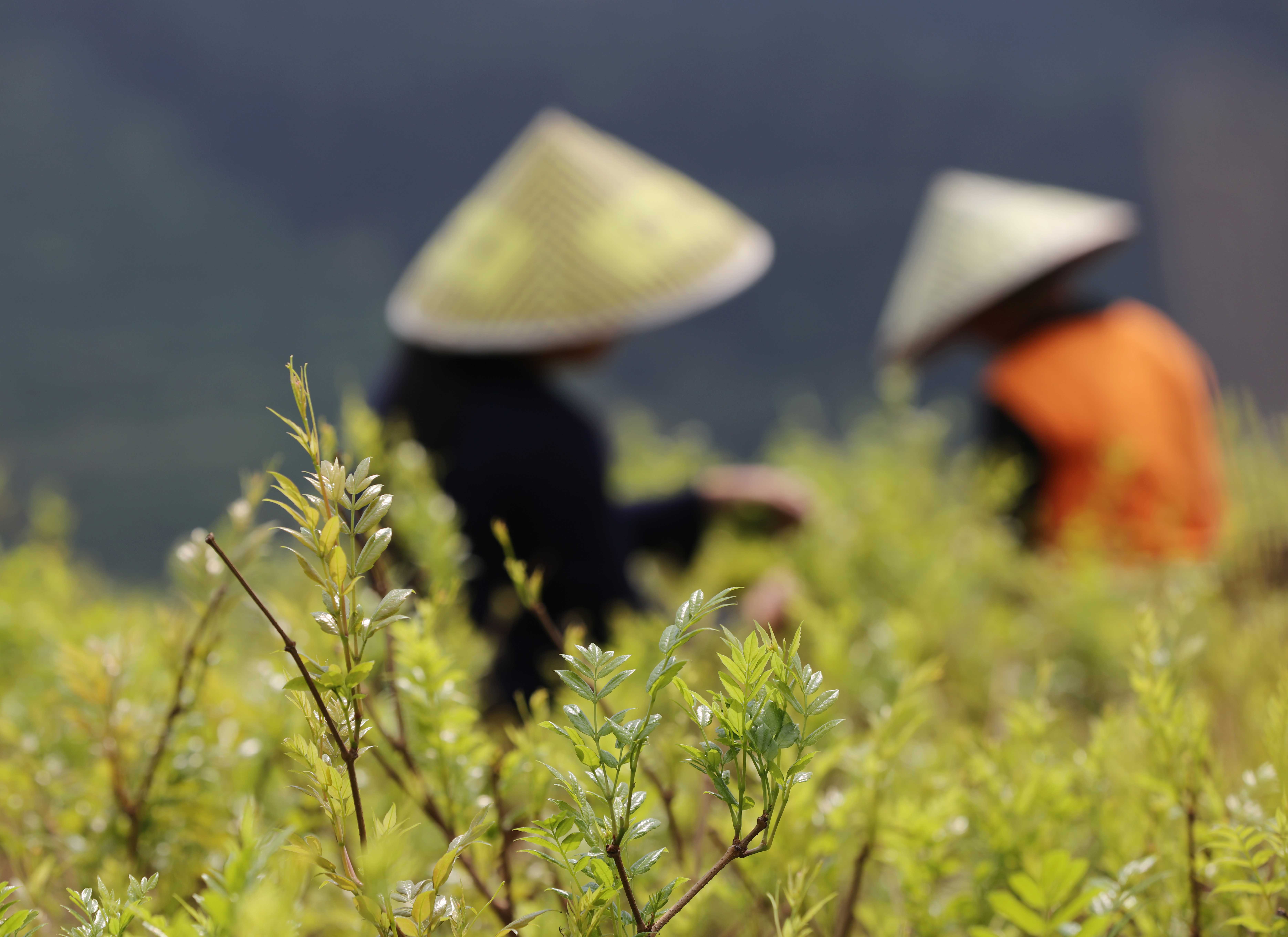 湖南张家界天门郡莓茶春季开采