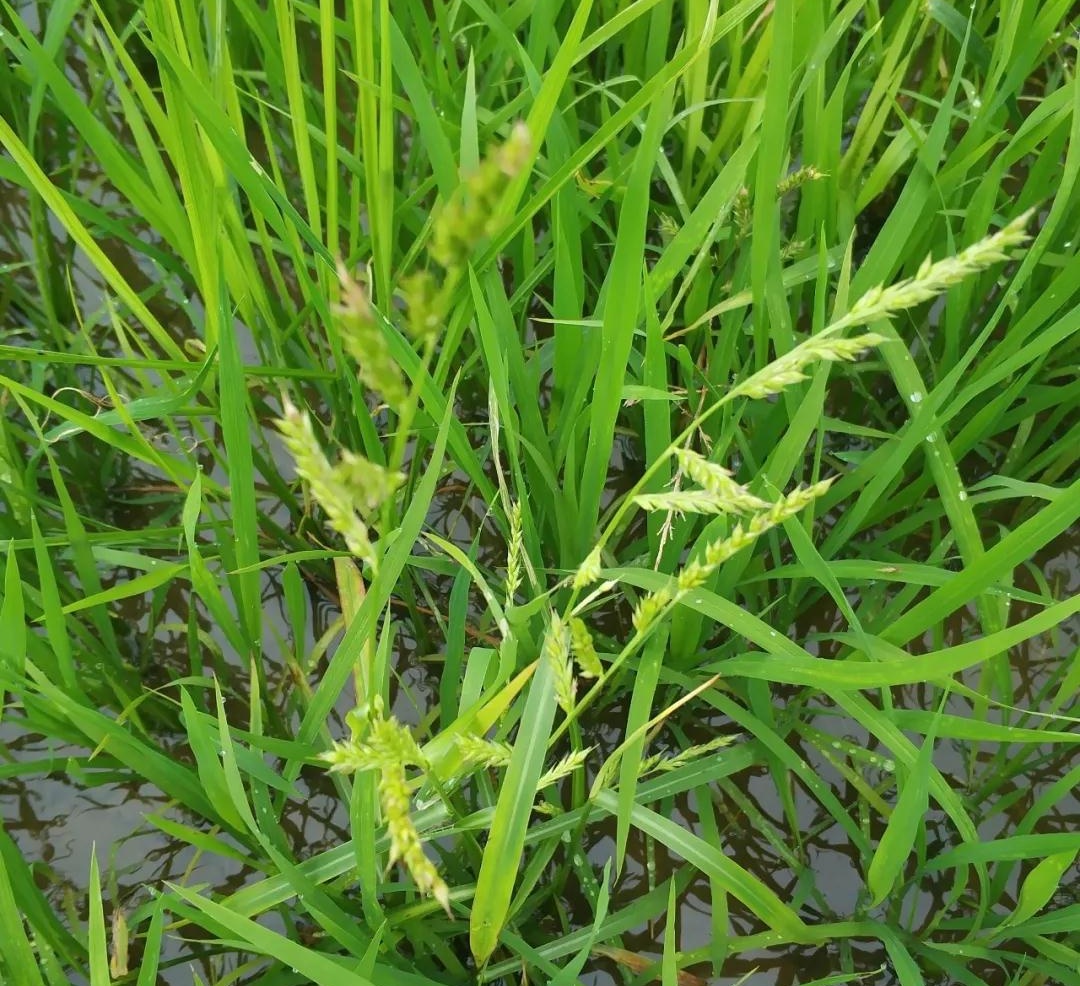 原创水稻田里的稗草什么时候防除好做好封闭处理趁草龄小时用药