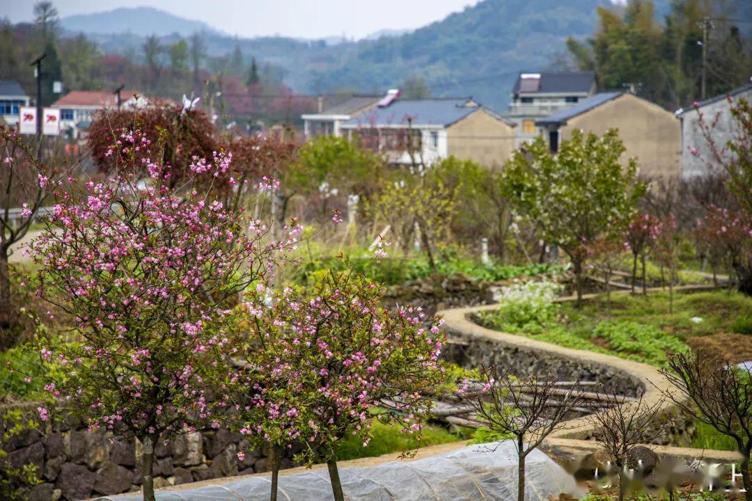 大岚高山樱花陆续开放未来半个月将迎来最佳观赏期