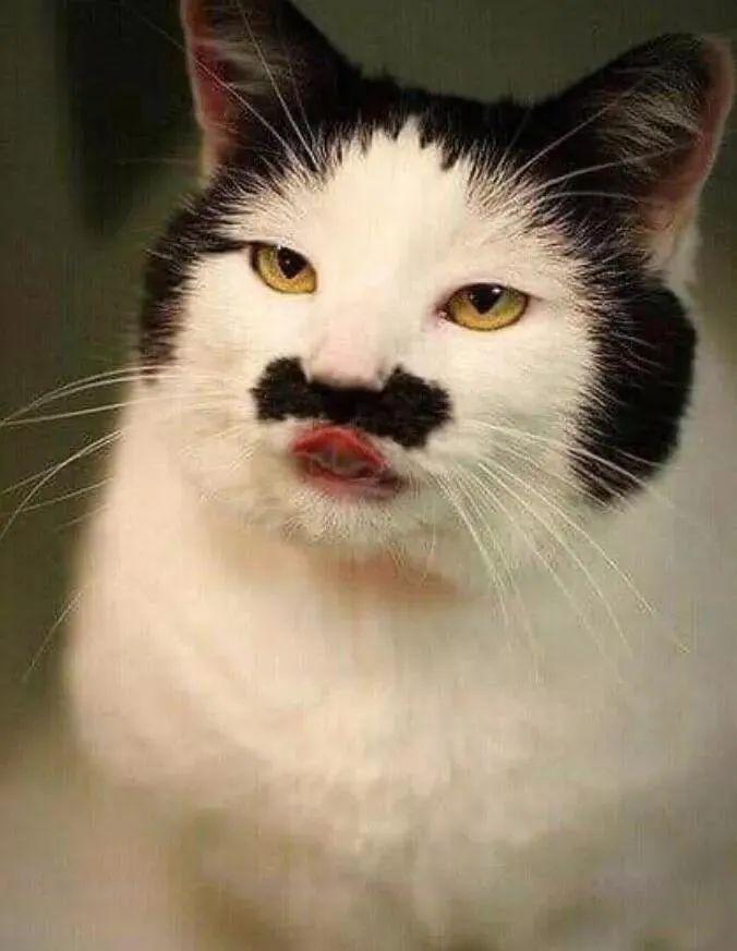 养猫不费钱真的真诚脸