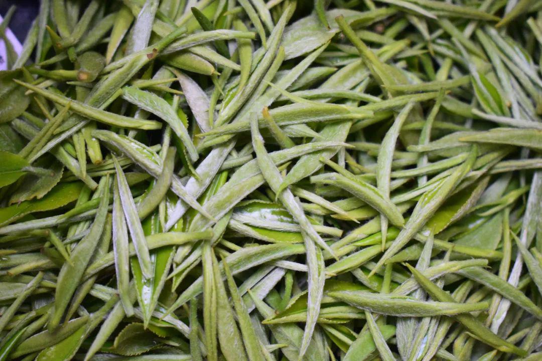 【茶艺游学】——醉美东山采茶游学记_茶叶