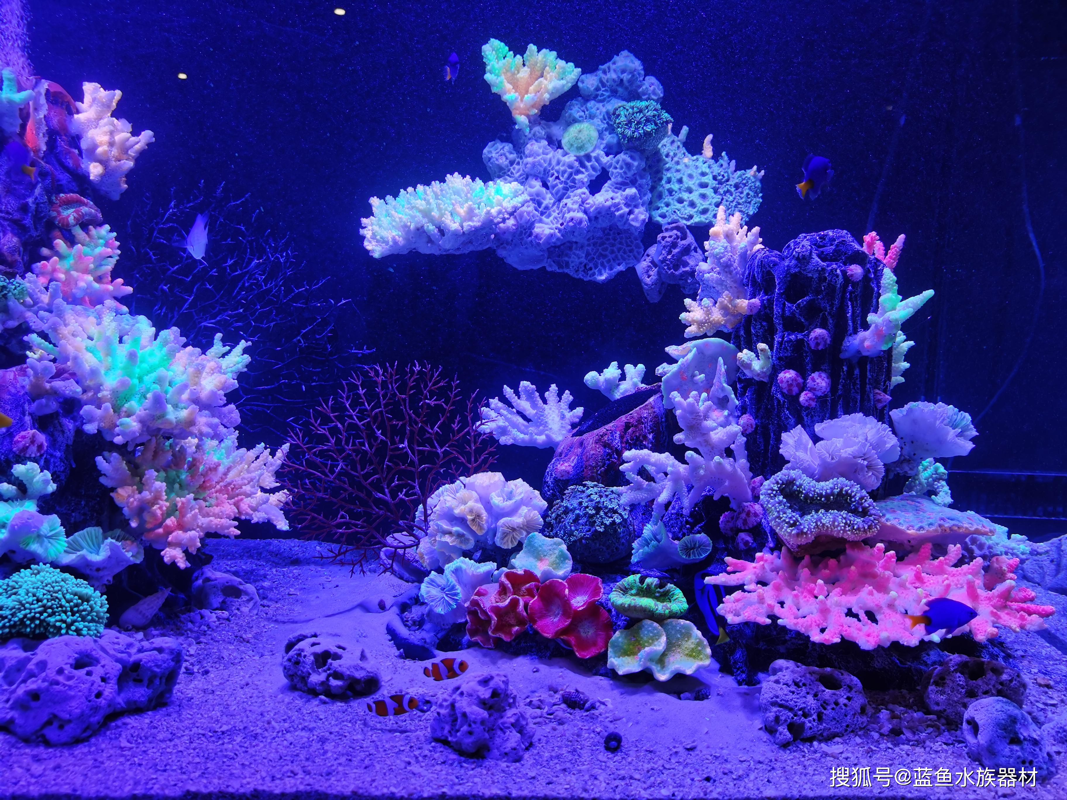 大型水族展上的珊瑚海水鱼缸养殖要点