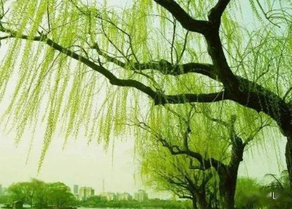 清明节是杨柳发芽抽绿的时间,民间有折柳,戴柳,插柳的习俗.