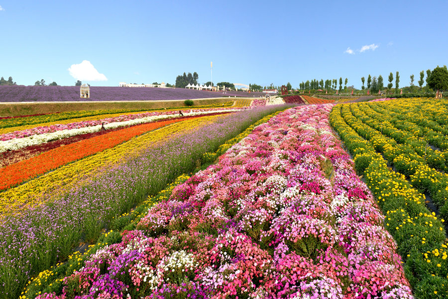 原创一观成都紫颐香薰山谷一场花期正浓的盛会即将与你相拥