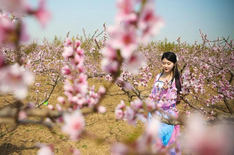 了万语千言接下来的每张照片2020年新邯山首届桃花文化节美景如何特
