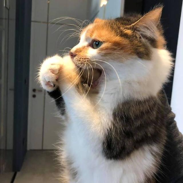铲屎官们想知道的猫咪叫声释义全在这里了