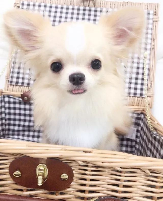 这么又美又可爱的小吉娃娃,想抱在怀里