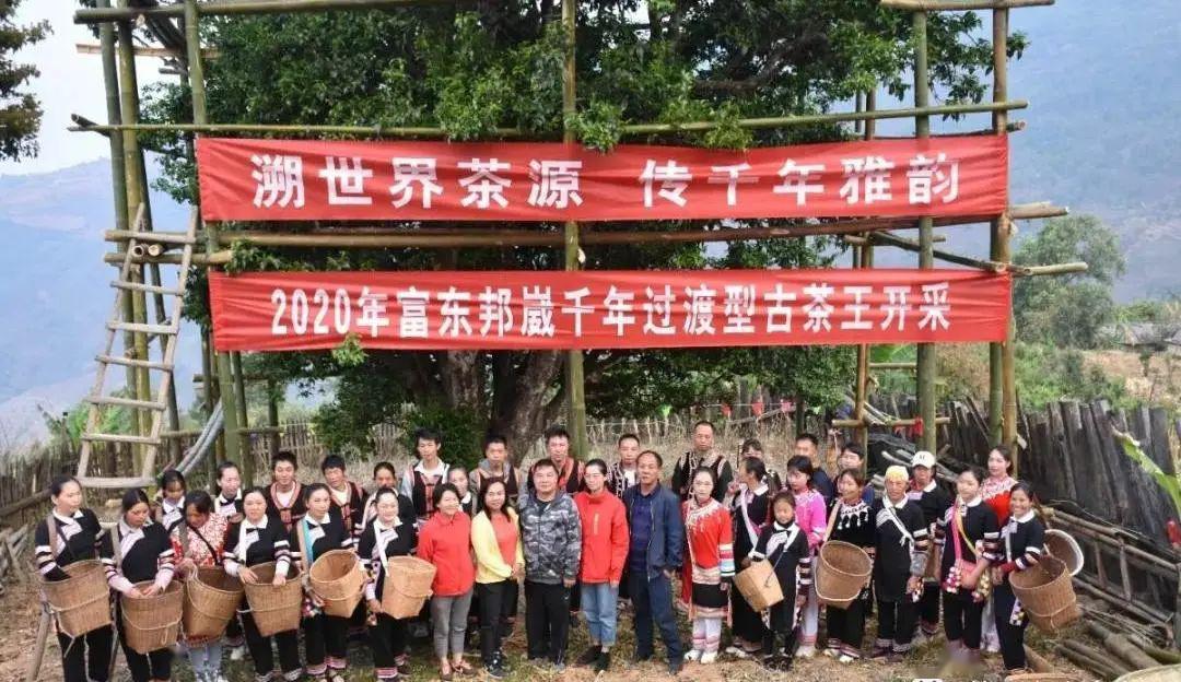 澜沧春茶季│邦崴千年过渡型古茶王开采 采摘鲜叶51.8公斤_东乡