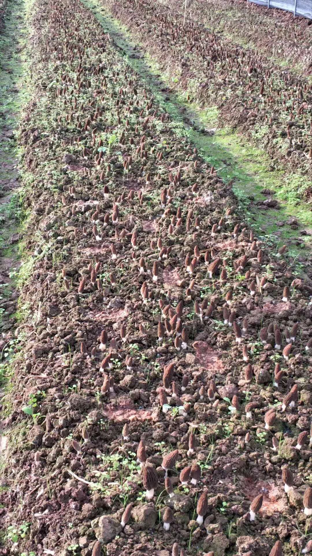 峰成蔬菜羊肚菌生长记
