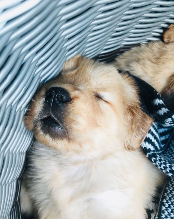 金毛被主人放进框里,试了试出不来,结果躺下睡了