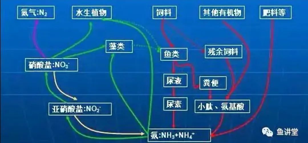 水中的氨氮的来龙去脉你知道多少?