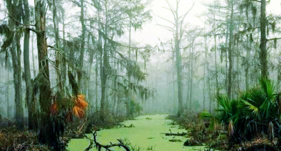 这是世界上最恐怖的沼泽,传说被伏都教女王诅咒过,没有人敢去