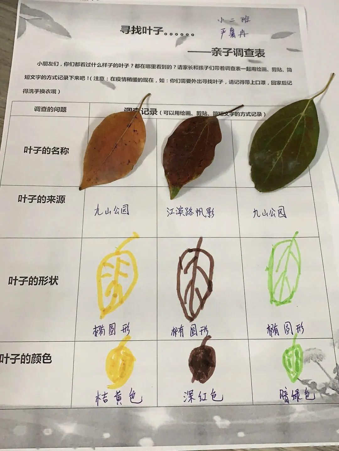 幼儿园树叶调查表图片