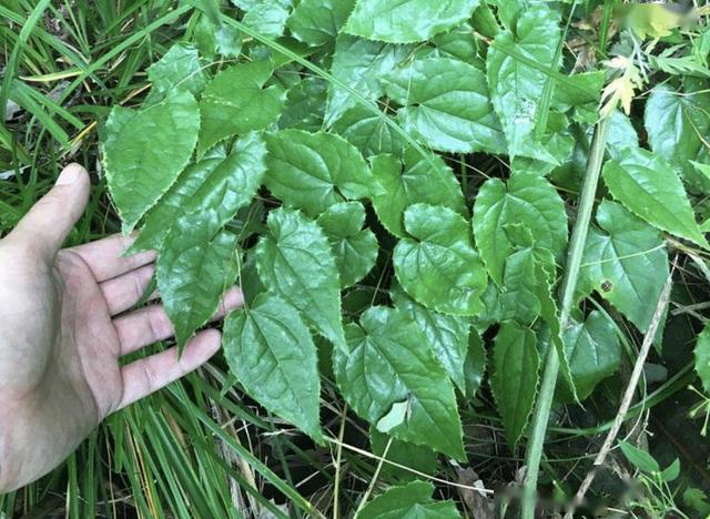 去山上游玩,若是遇到1种"淫羊藿",别踩到它,比节节草珍贵!