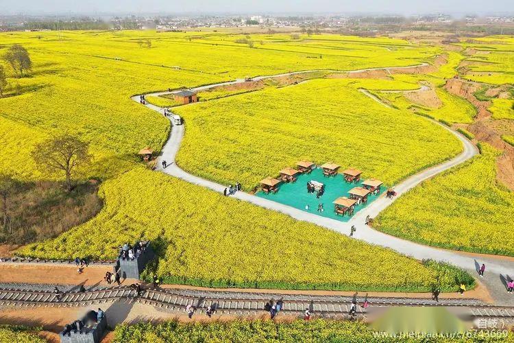 沙河俯瞰万亩油菜花