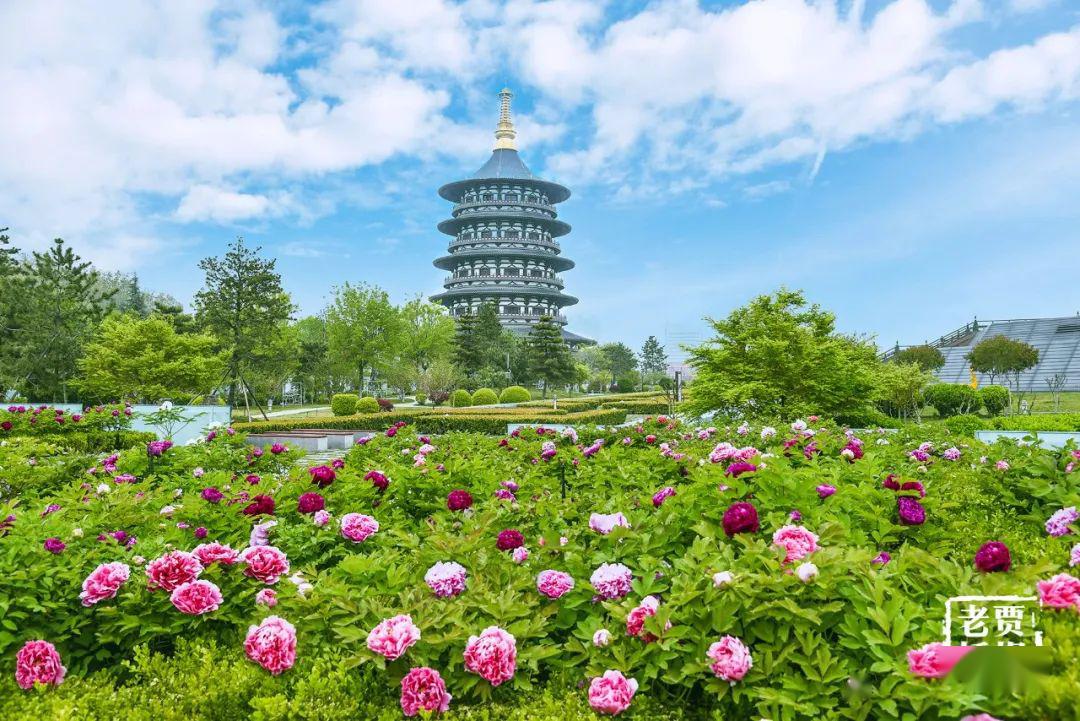 央视赞洛阳!线上线下共赏牡丹