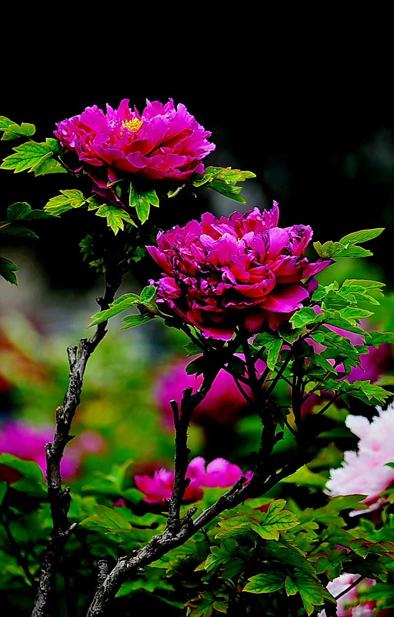 牡丹花开迎富贵