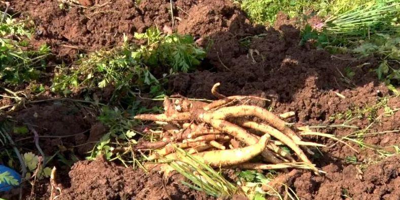 目前, 阆中共种植有4万亩川明参,产量达1.2万吨,产值可达4.9亿元.