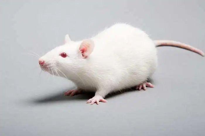 斯金纳的小白鼠图片