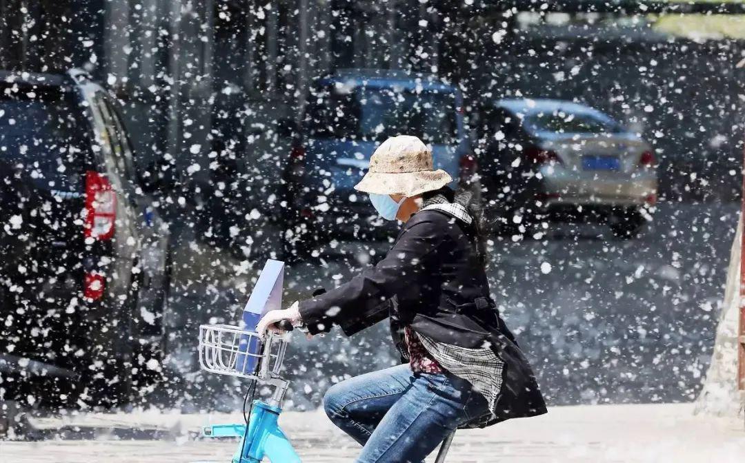 雪花飞絮,飞絮,柳飞絮(第12页)_大山谷图库