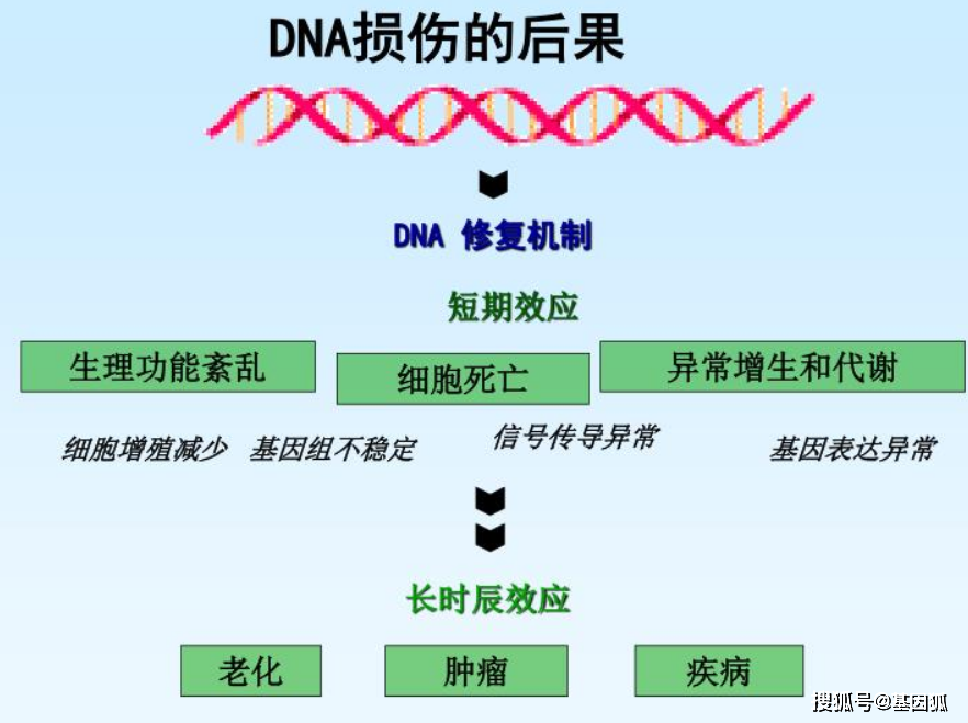dna损伤修复 特定通路