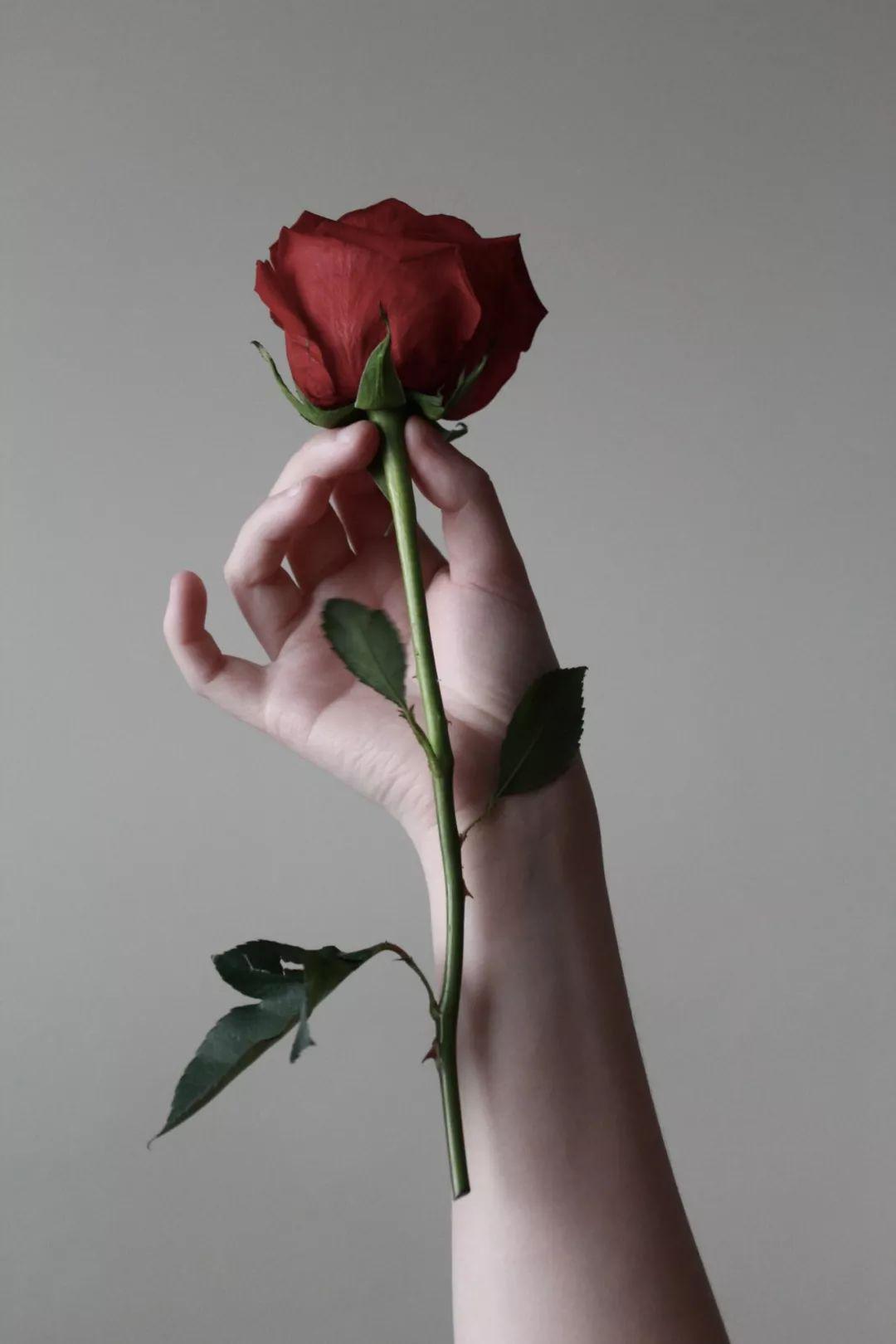 一只手拿玫瑰花图片图片