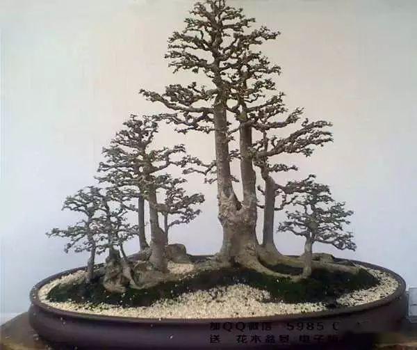 图文多干丛林型盆景莽莽深林寄幽思造型要领要明白