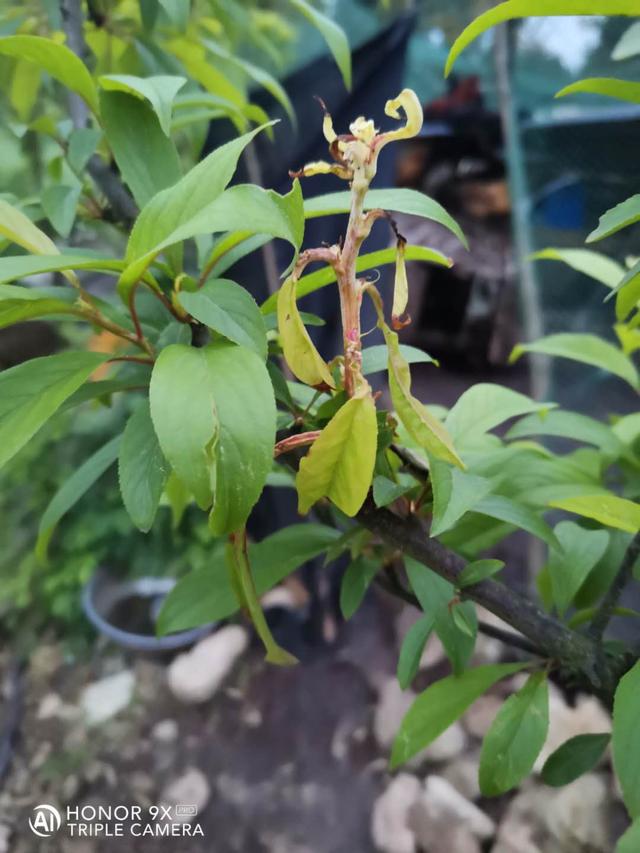 近几年李子袋果病发病越来越严重究竟是什么原因如何防治