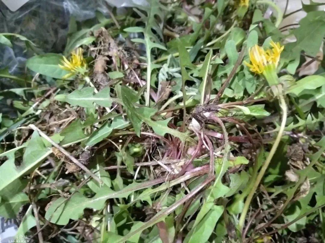 蒲公英荠 菜别名:唧唧菜【吃法】最常见,最好吃的可食用野菜之一