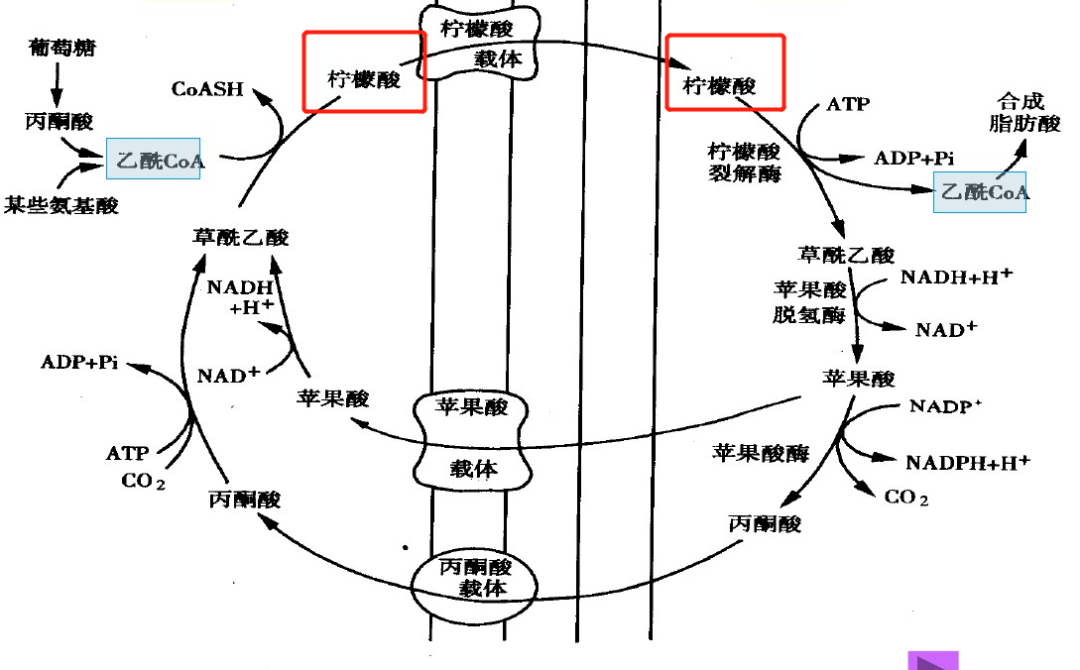 其中有一步叫做柠檬酸-丙酮酸循环