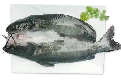 大师评测叉尾鮰鱼