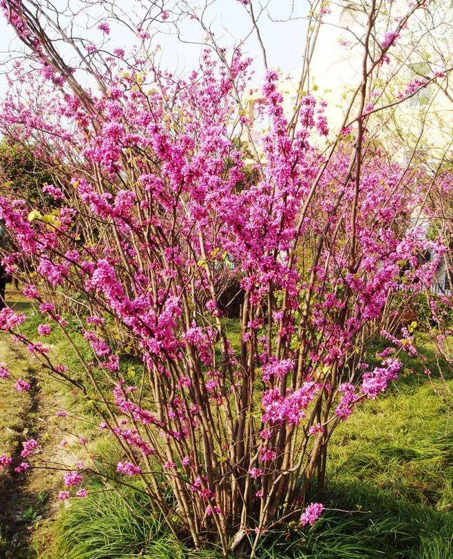 花枝树皮和花朵都可以入药03紫荆花开,就等你来桃花是塞尔维亚的国花