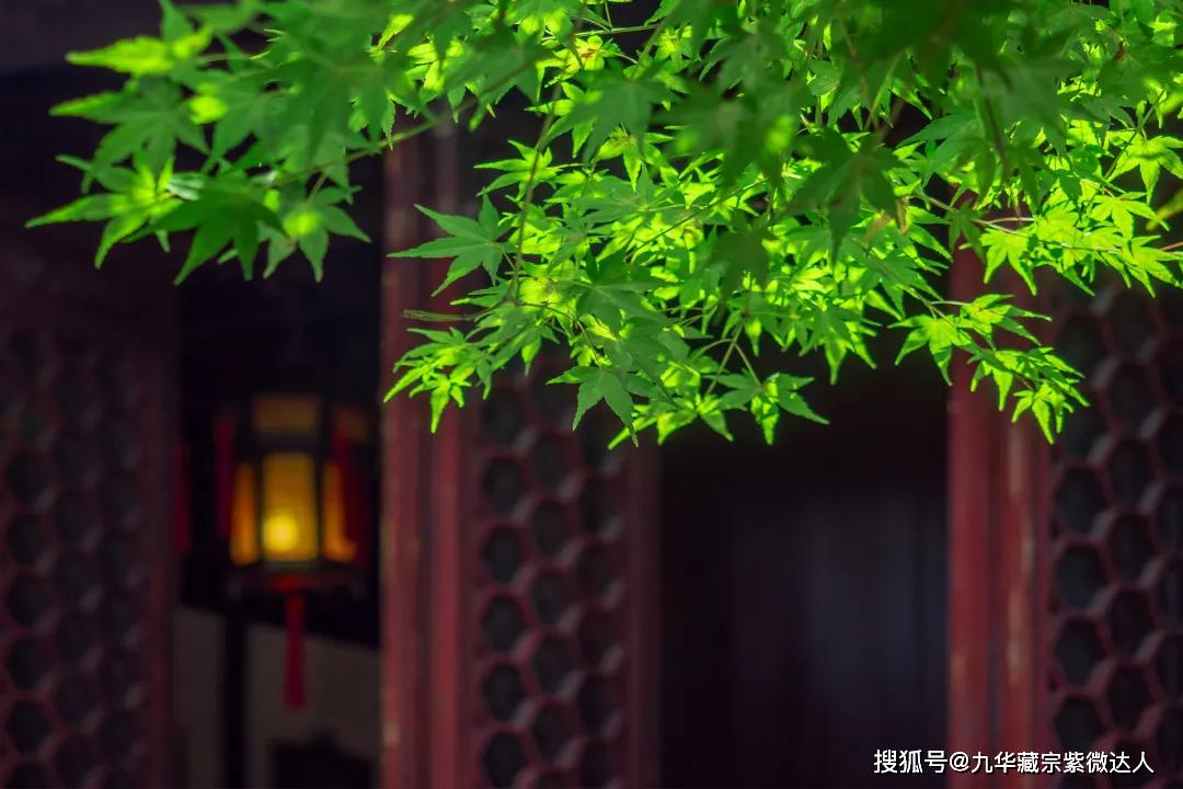 这几种树家里千万别种,招惹到霉神,后悔都来不及!