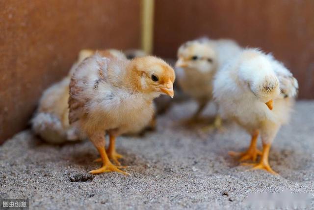 雏鸡养殖中糊肛的原因及防治