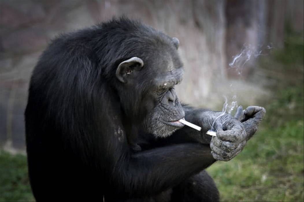 灾难应激反应?新冠疫情席卷全球,东南亚猴子因压力过大开始抽烟