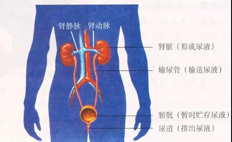 肾脏的位置图片 解剖图片