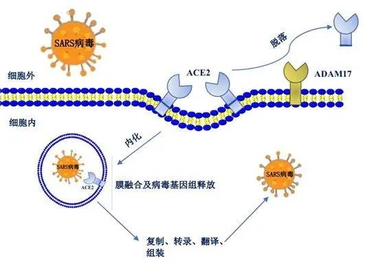 新冠病毒繁殖图片