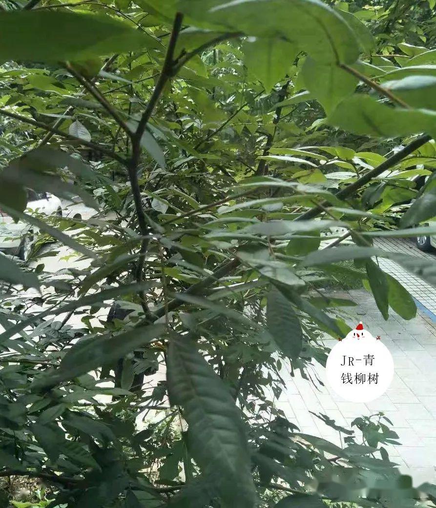 种这些树不仅绿化更有中药材的经济收益