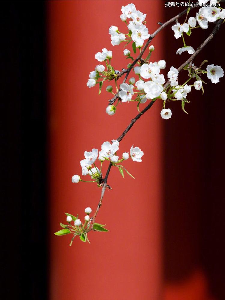 原创故宫博物院闭馆70多天却迎来了如此美景云逛故宫也好幸福